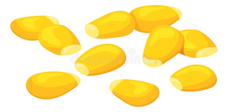 Raw Corn Grains. Cartoon Yellow Maize Seeds Stock Vector - Illustration ...