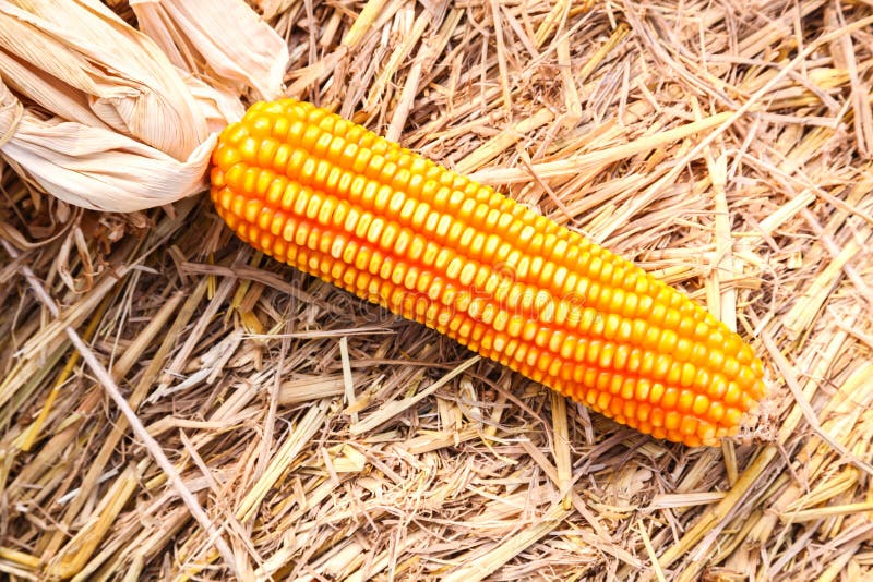 Raw corn on straw stock photo. Image of fresh, natural 29164558