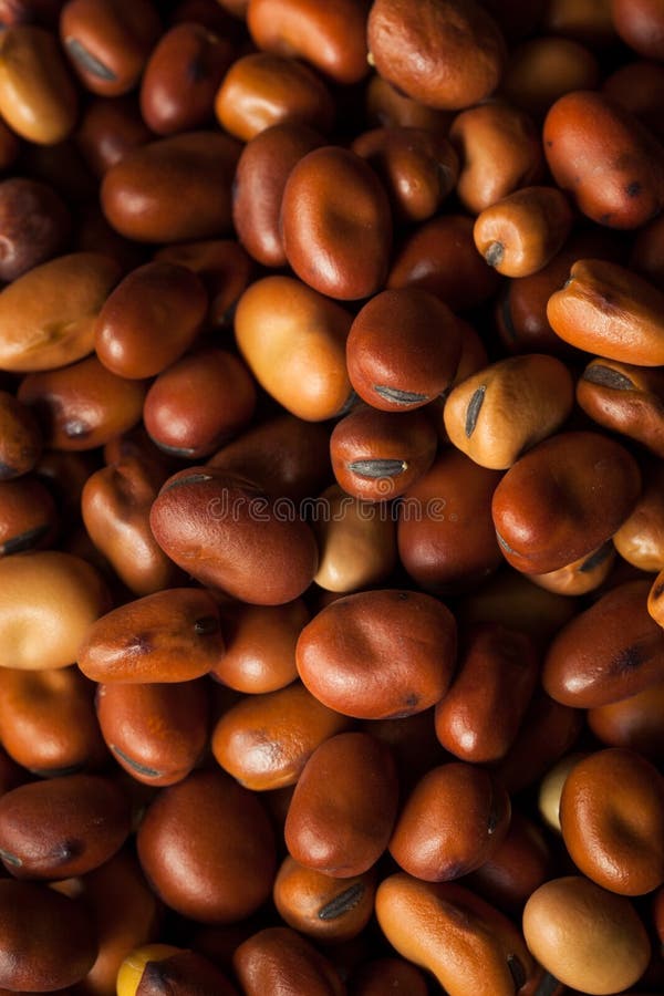 Raw Dry Organic Fava Beans stock photo. Image of natural 70309724