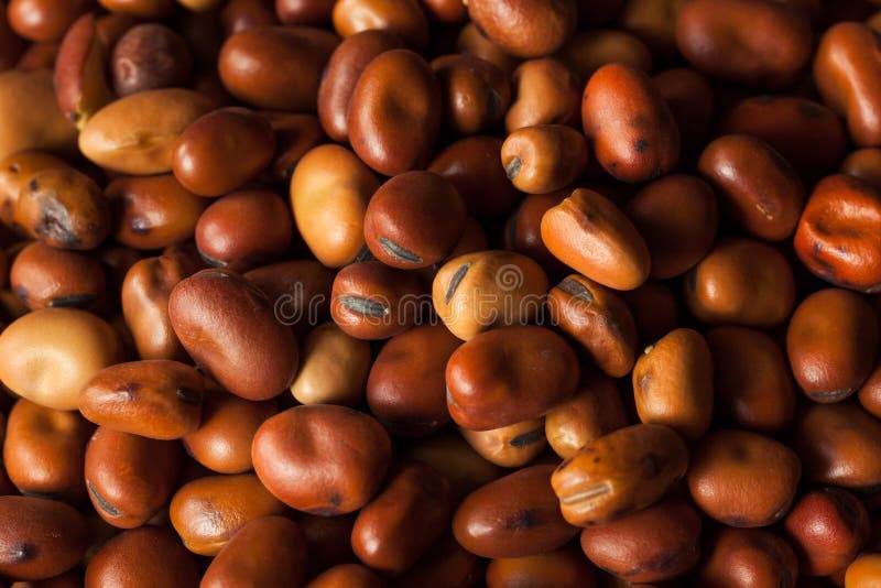 Raw Dry Organic Fava Beans stock photo. Image of broad 70310094