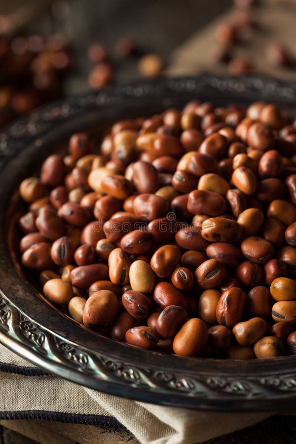Raw Dry Organic Fava Beans stock image. Image of brown 70310131