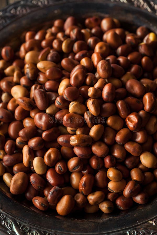 Raw Dry Organic Fava Beans stock photo. Image of nutritional 70310148