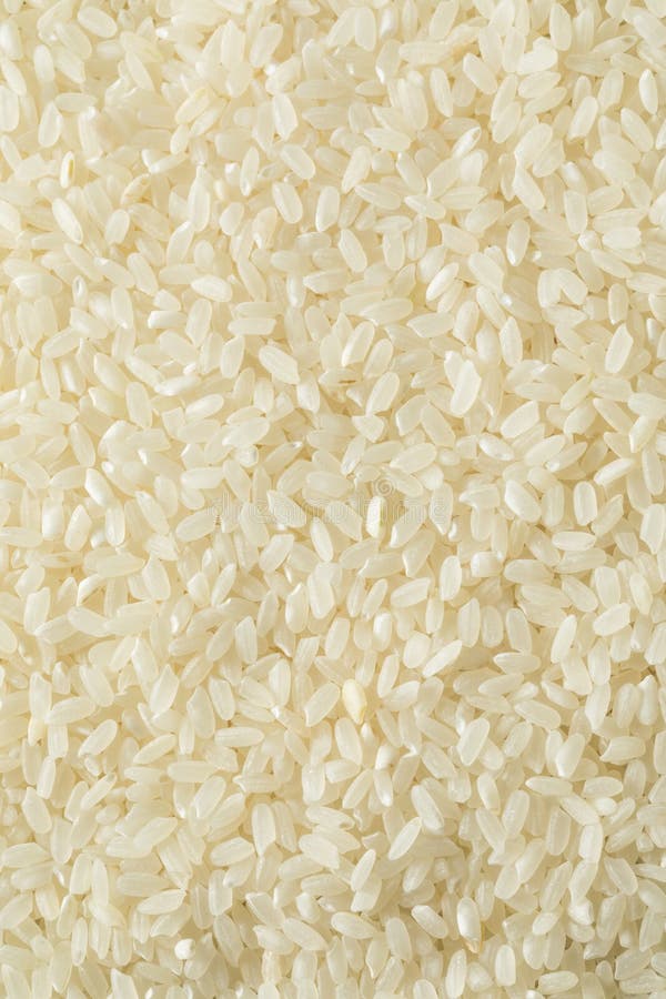 Raw Dry Organic Short Grain White Rice Stock Image Image of