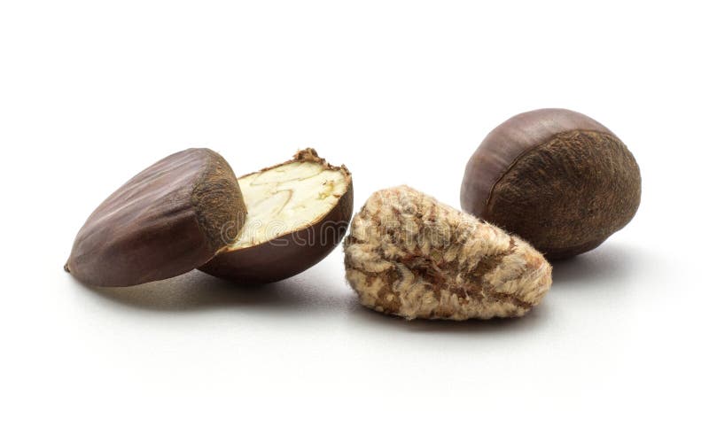 https://thumbs.dreamstime.com/b/raw-edible-chestnut-isolated-white-one-sliced-european-whole-peel-spanish-background-fresh-brown-nuts-110368344.jpg