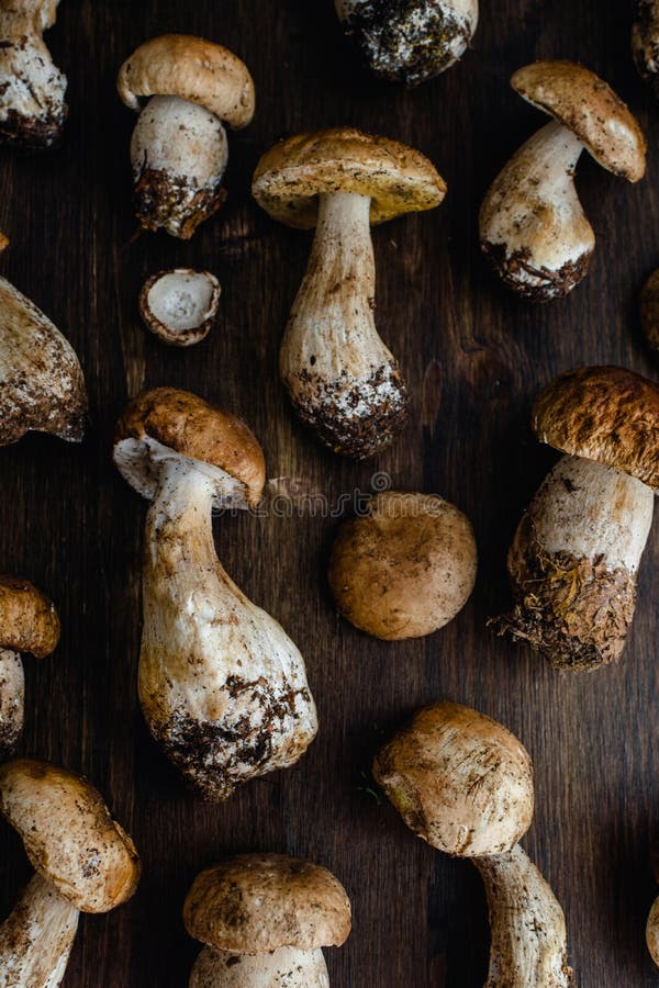 Raw edible penny bun porcini mushrooms on rustic dark wooden background royalty free stock photos Raw edible penny bun porcini mushrooms on rustic dark wooden background royalty free stock photos