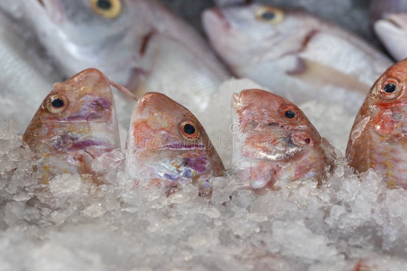 Raw fish on ice for sell in the street market. Bodrum, Turkey. Close up