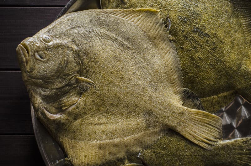 Raw flounder fish stock photo. Image of closeup, freshness 107921800