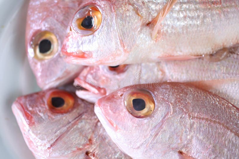 Kinmedai Or Golden Eye Snapper On Ice One Of Popular Fish For Making  Sashimi Japanese Delicacy Of Very Fresh Raw Fish Sliced Into Thin Pieces  Stock Photo - Download Image Now - iStock