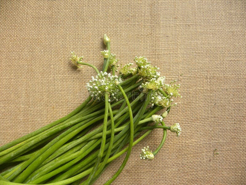 Onion flowers with stem stock photo. Image of flowers 175315536