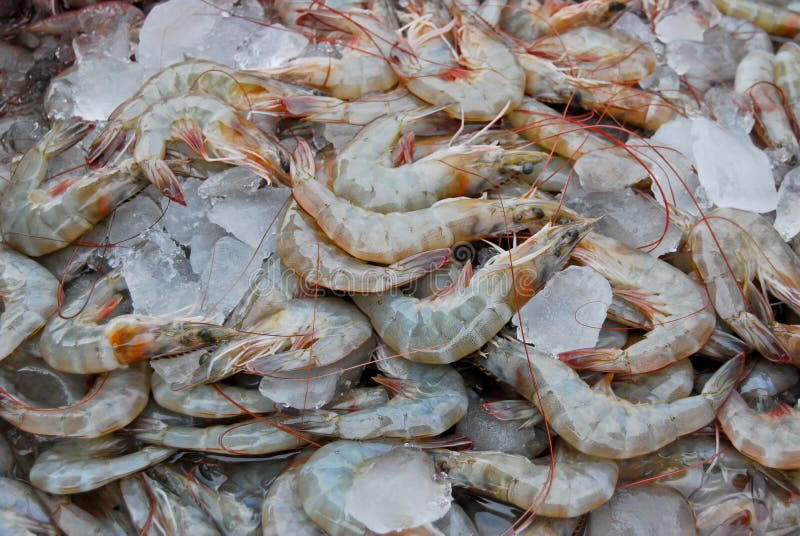 Raw fresh shrimp in market stock image. Image of ingredient 17543633