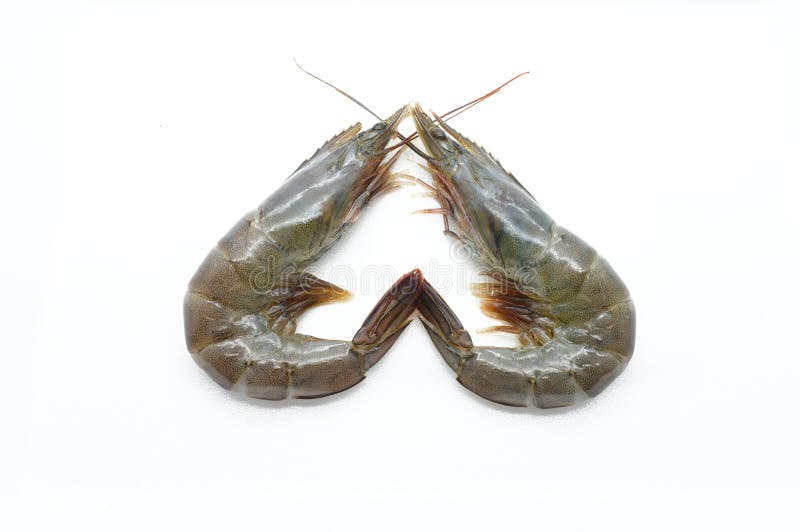 Raw / Fresh Shrimp / Prawn / Seafood Stock Image Image of meat