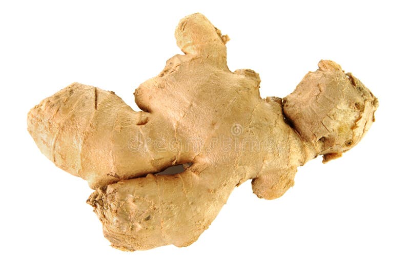 Raw ginger root stock image. Image of rough, bumpy, ginger 36121373