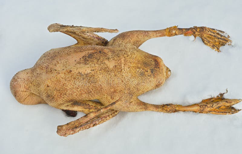 Raw goose 8 stock image. Image of fresh, domestic, horizontal 89309385