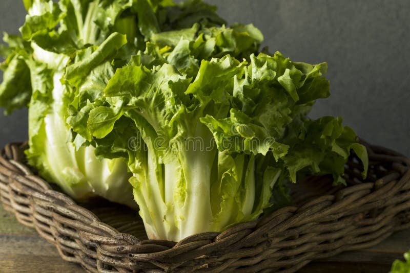 Raw Green Organic Escarole Lettuce Stock Image - Image of chicorium ...