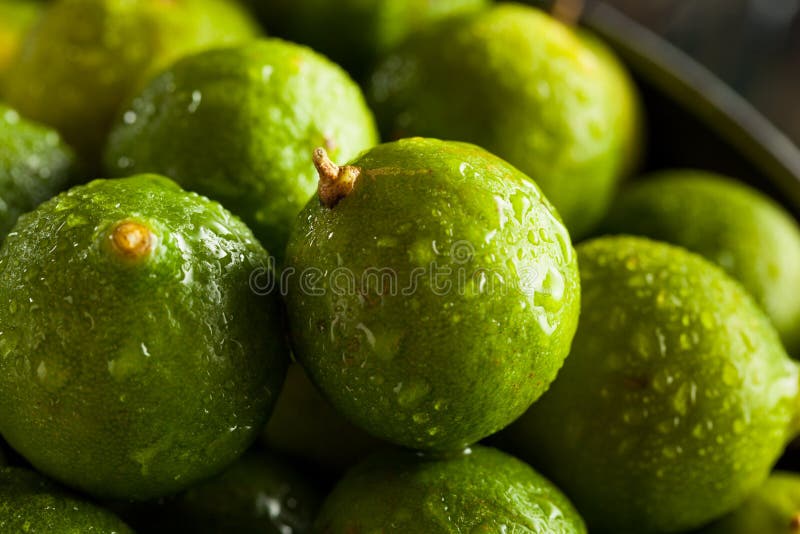 Raw Green Organic Key Limes Stock Image Image of limon, florida 61494229