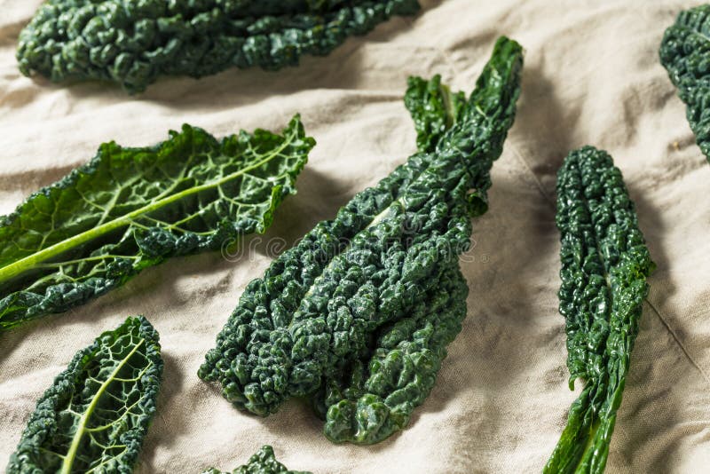 Raw Green Organic Tuscan Dinosaur Kale Stock Image Image of tuscan
