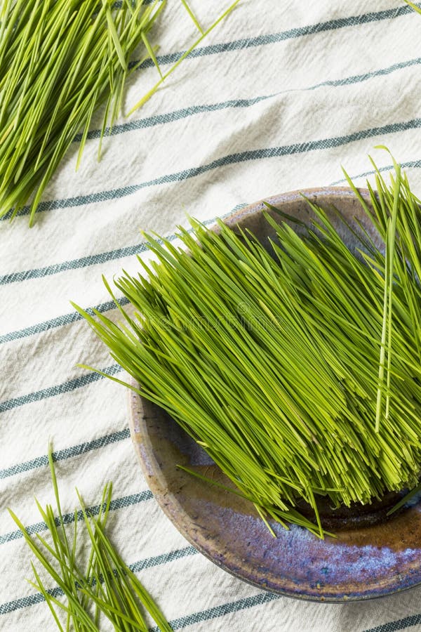 Raw Green Organic Wheat Grass royalty free stock image Raw Green Organic Wheat Grass royalty free stock image