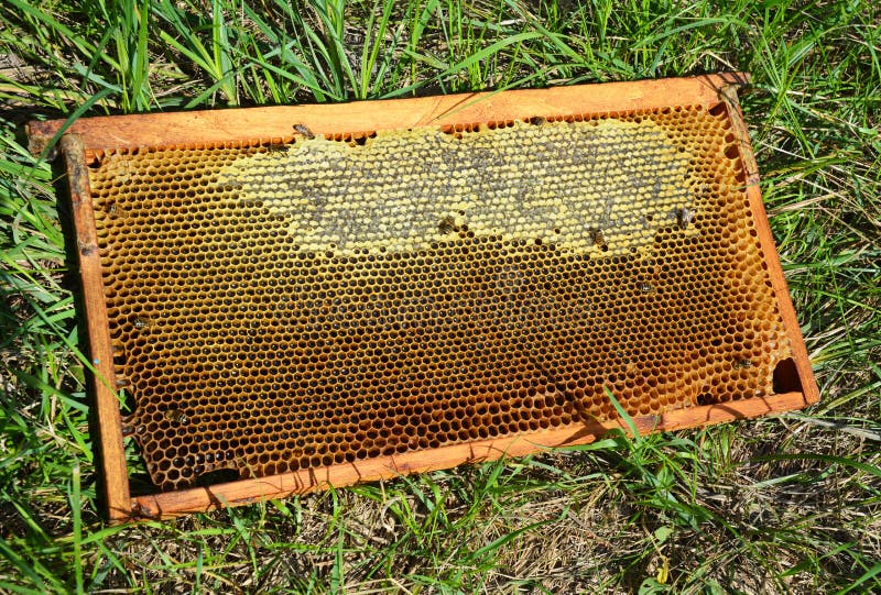 Honey Bee Wax Honeycomb Stock Photo