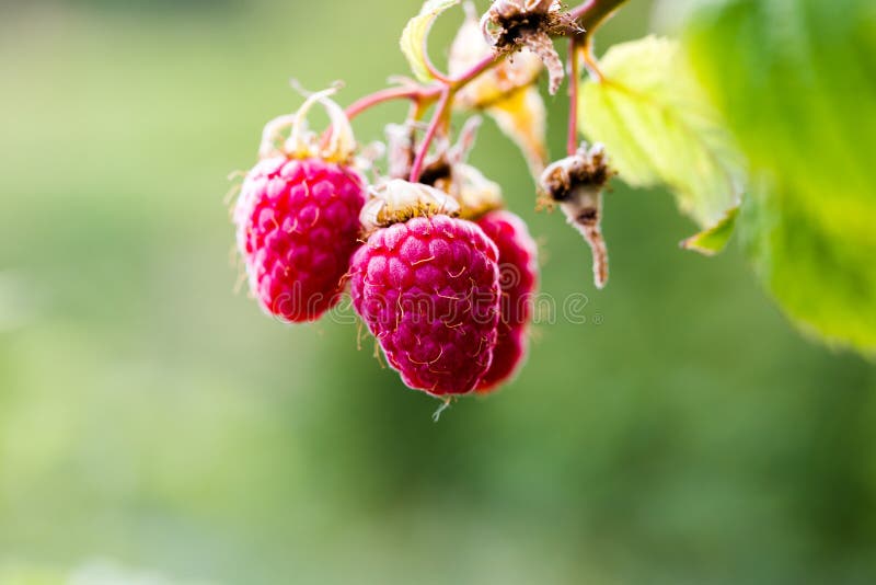 Raw juicy pink raspberries on branch in orchard