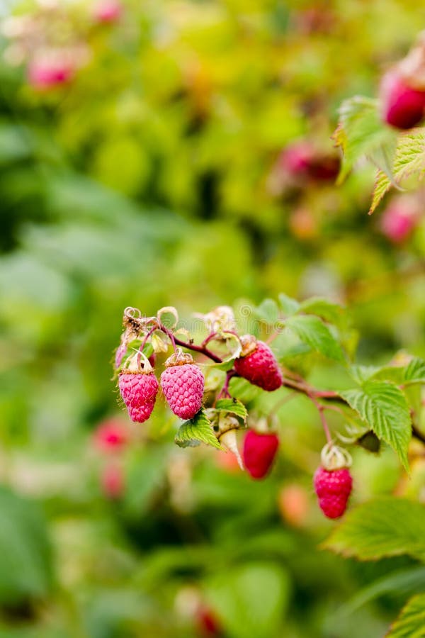 Raw juicy pink raspberries on branch in orchard