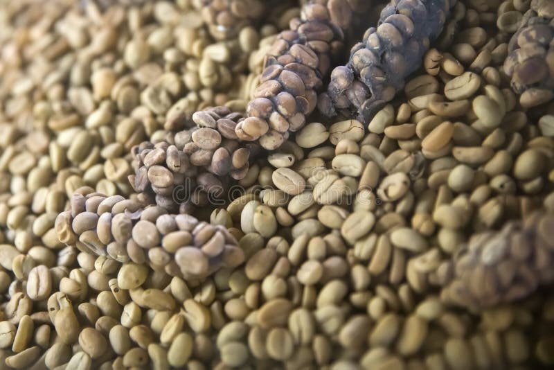 Raw Kopi Luwak Coffee Beans on Coffee Farm Stock Image Image of ripe, bean 146834079
