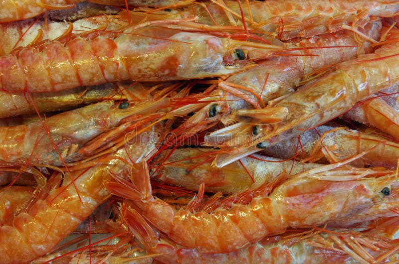 Live Prawns in a Tank at Chun Yeung Wet Market Stock Photo Image of
