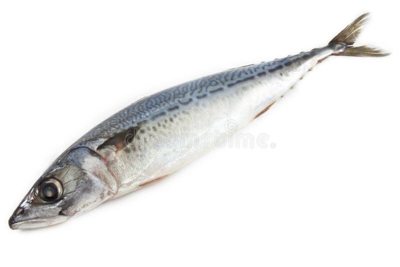 Raw Mackerel Fish