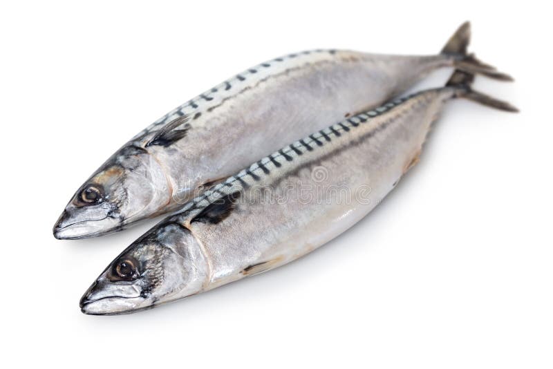 Raw mackerel fish stock photo. Image of mouth, coldblooded 133784562