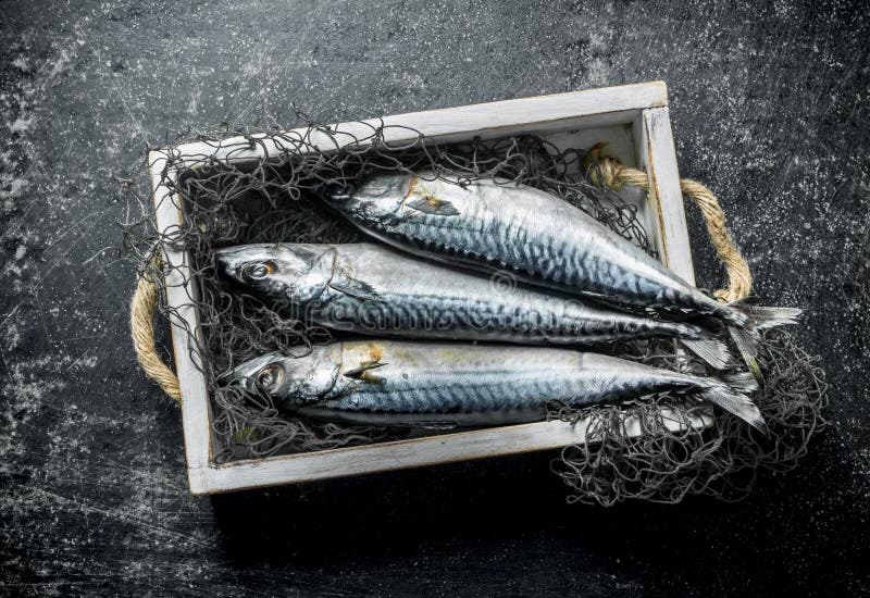 Raw Mackerel with Fishing Net on Tray Stock Photo Image of