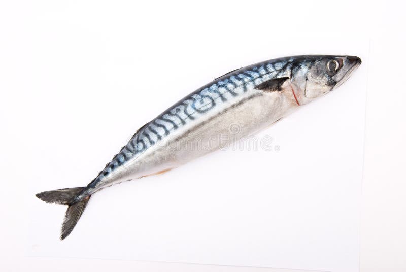 Raw mackerel on white stock image. Image of fish, animal 18324835
