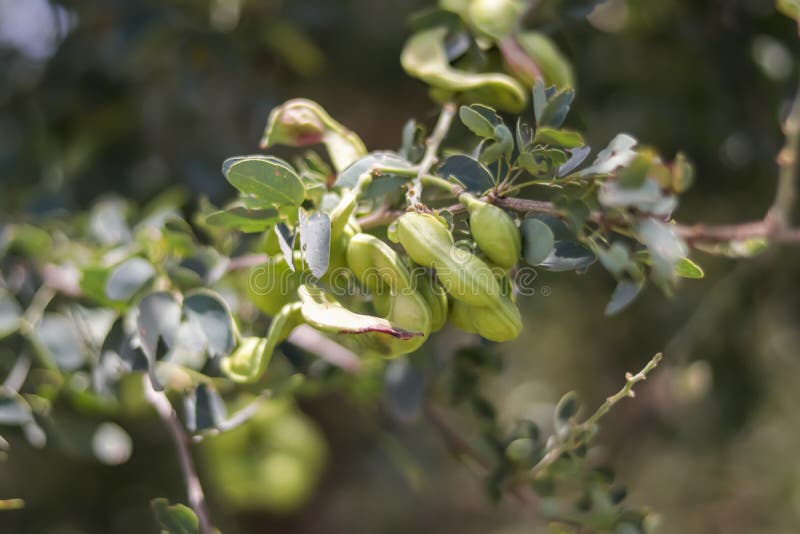 Raw Manila Tamarind Fruit on Tree,ripe Manila Tamarind or