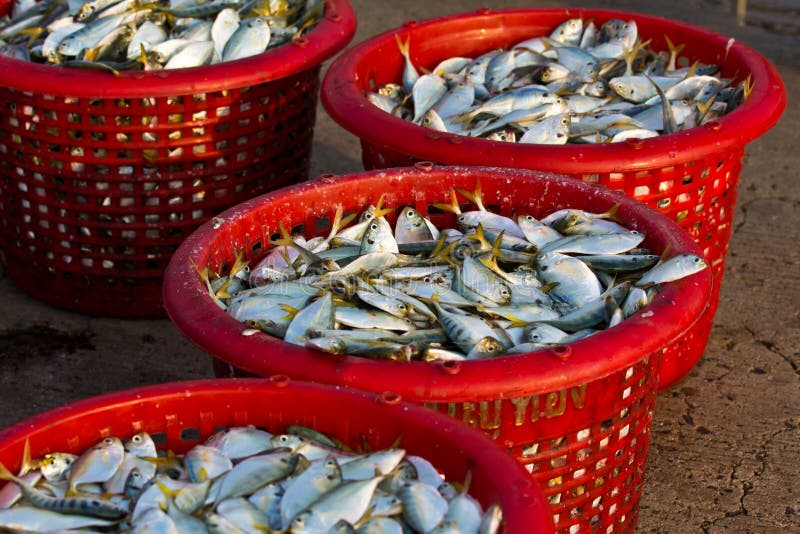 Raw Material Fish In Baskets Stock Photo Image of yellow, travally