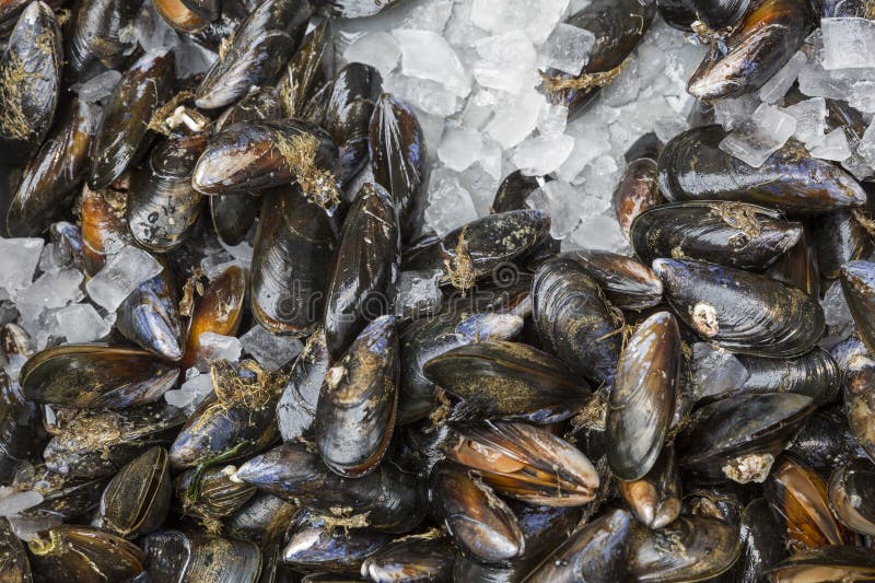Raw mussels stock photo. Image of market, delight, ocean 73001240
