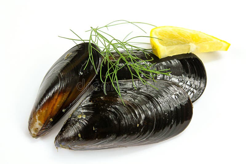 Raw Mussels on a White Background Stock Photo Image of sale, food