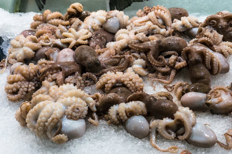 Raw octopus store display stock photo. Image of fresh 73758116
