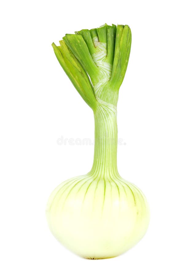Raw onion stock photo. Image of species, collect, potassium 32914650