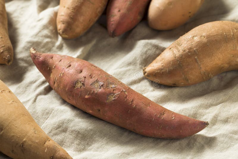 Raw Organic Assorted Sweet Potatoes Stock Photo Image of dinner, background 130389740