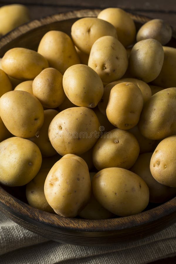 Raw Organic Baby Gold Potatoes Stock Photo - Image of meal, market