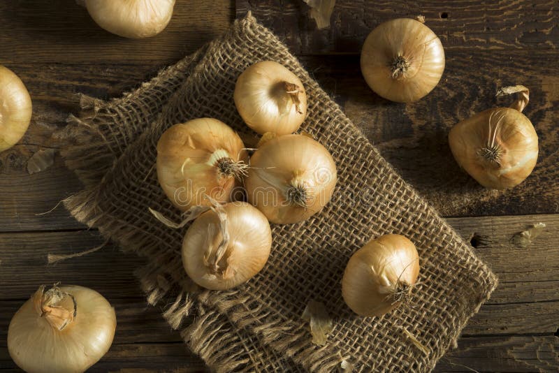 Fresh Cipollini Onions stock photo. Image of cooking 10170674