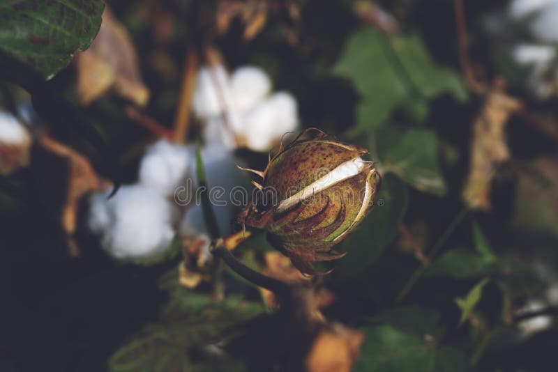 Raw Organic Cotton Growing in Field Stock Photo Image of stem, cotton 162128796