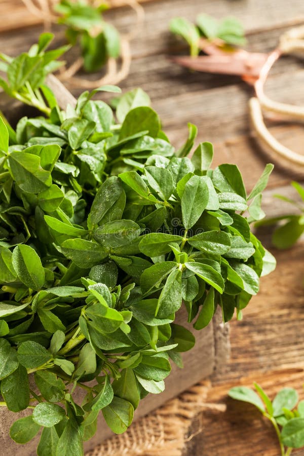 Raw Organic Fenugreek Methi Leaves Stock Image Image of fenugreek