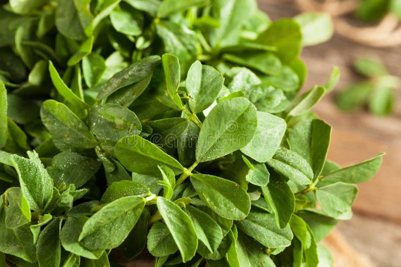 Raw Organic Fenugreek Methi Leaves Stock Photo Image of bunch