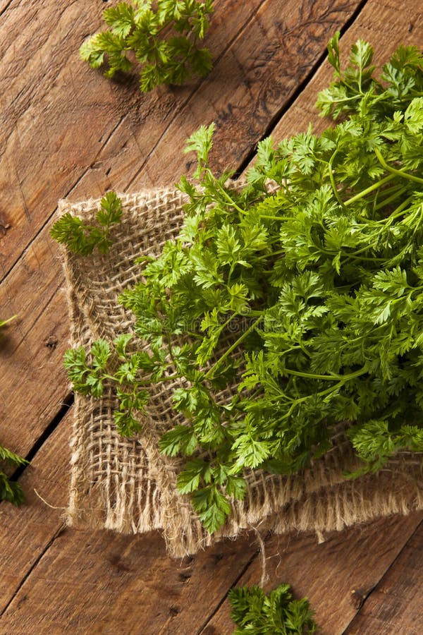 French Parsley Chervil Isolated on White Background Stock Image Image