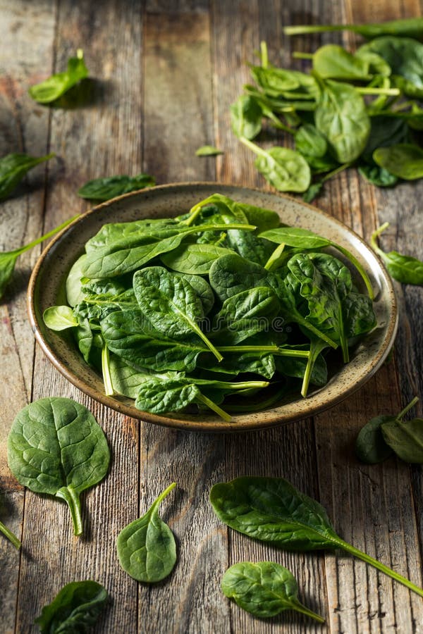 Raw Organic Fresh Baby Spinach Stock Image - Image of fresh, green