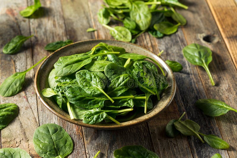 Raw Organic Fresh Baby Spinach Stock Image - Image of dish, organic