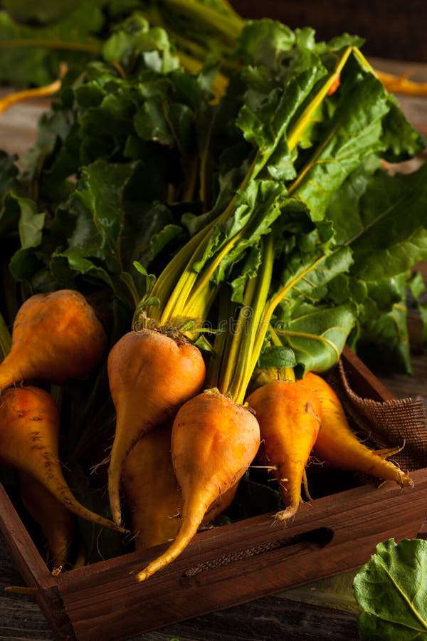 Raw Organic Golden Beets stock photo. Image of ingredients 67718682
