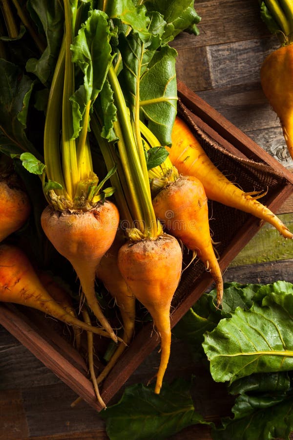 Raw Organic Golden Beets stock photo. Image of beats 67718730