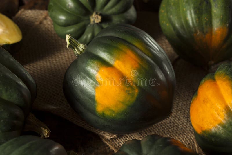 Raw Organic Green Acorn Squash Stock Image Image of acorn, seed 45462495