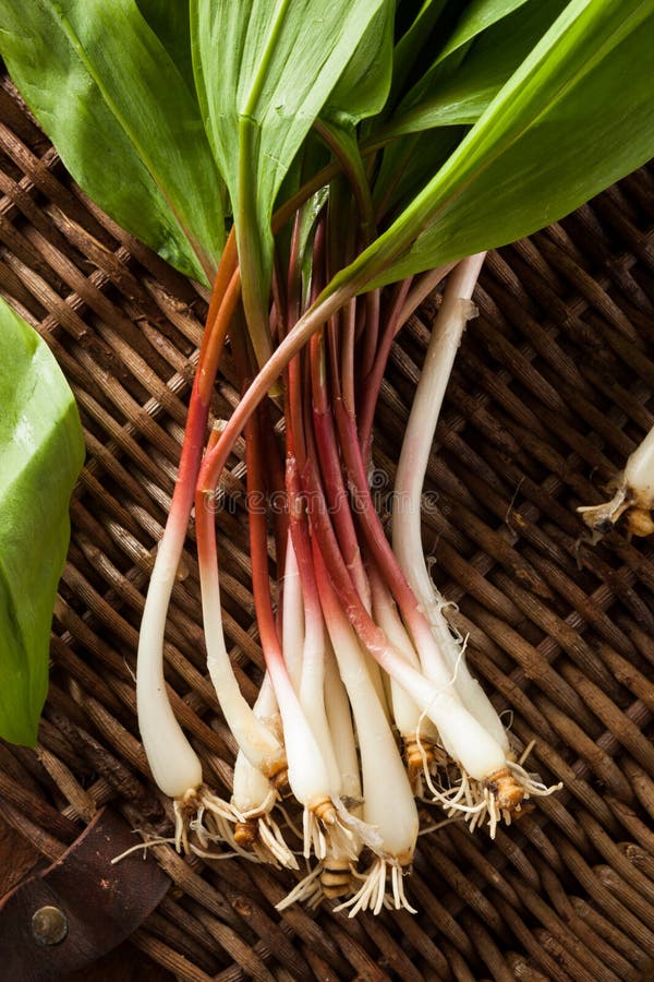 Raw Organic Green Ramps stock photo. Image of fresh, leaf 53561466