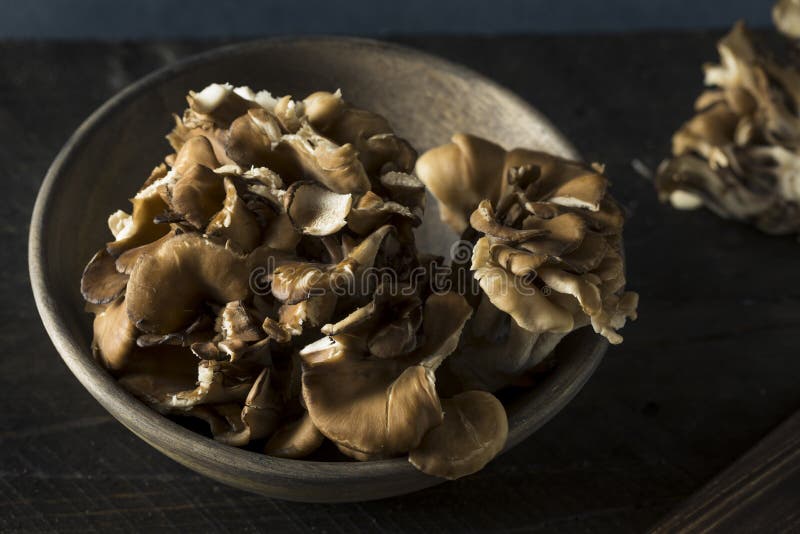 Raw Organic Maitake Mushrooms in a Bunch